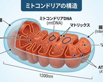 《Dr.もん次朗33》ミトコンドリアを多く含む赤筋を育てる事