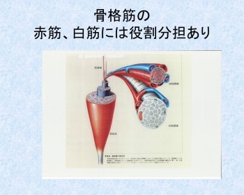 《Dr.もん次朗37》骨格筋と心筋を比較
