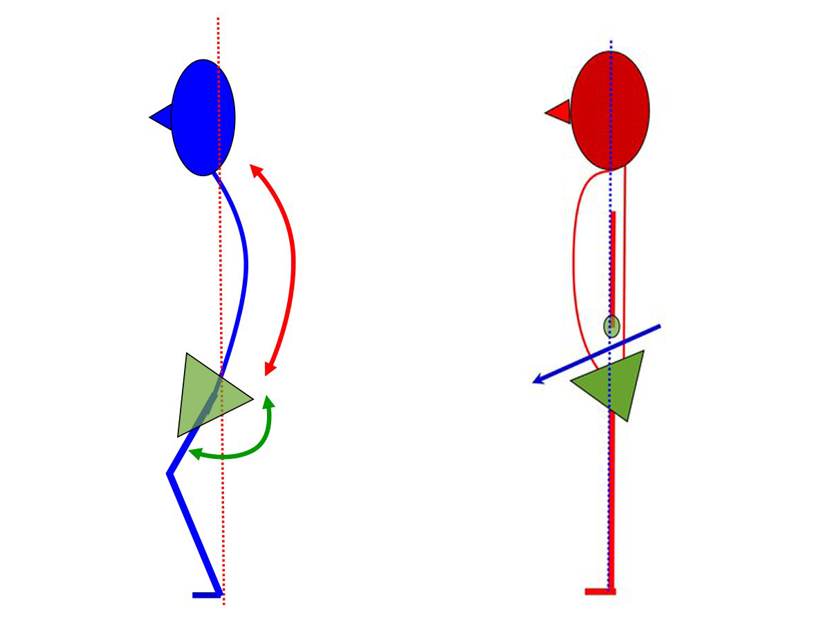 L:ロコモ、R:正常